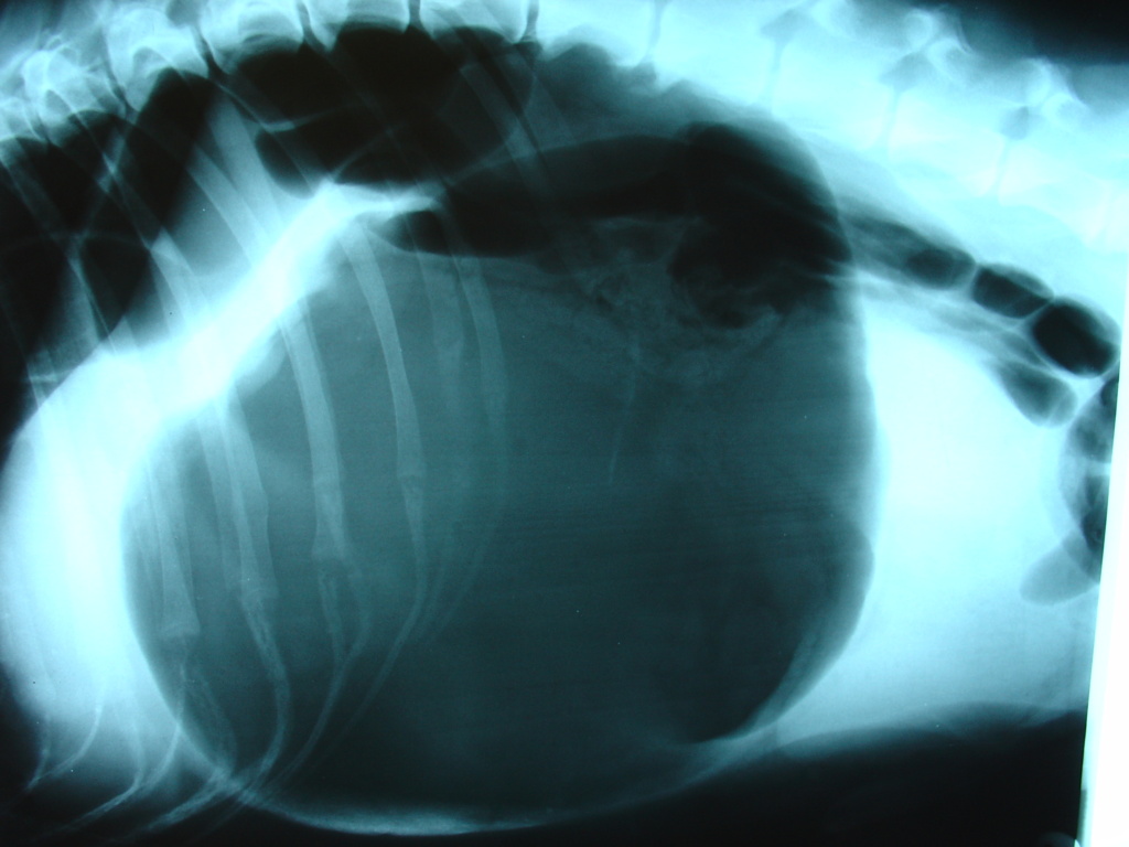RTG snímek nafouknutého žaludku při torzi