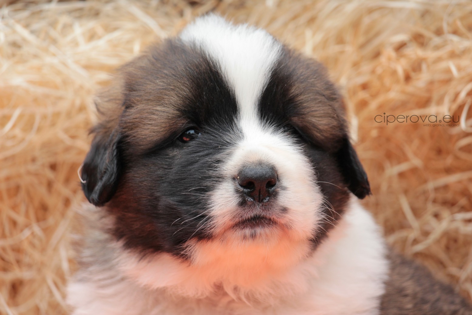 Kloubní výživa pro štěňata