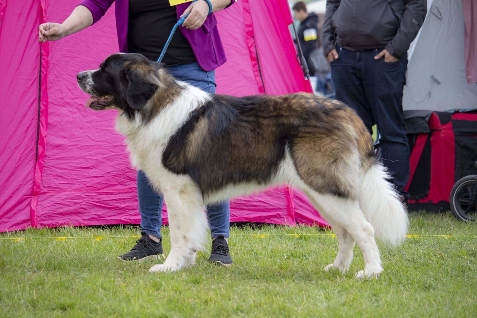 Neuznaná plemena na výstavách