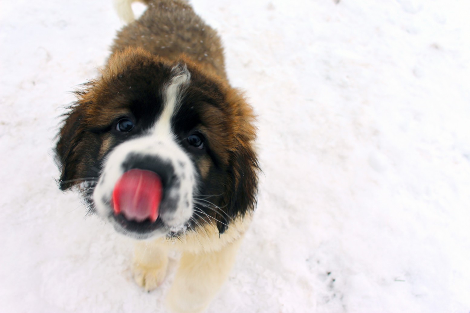 Výživa štěňat obřích plemen psů