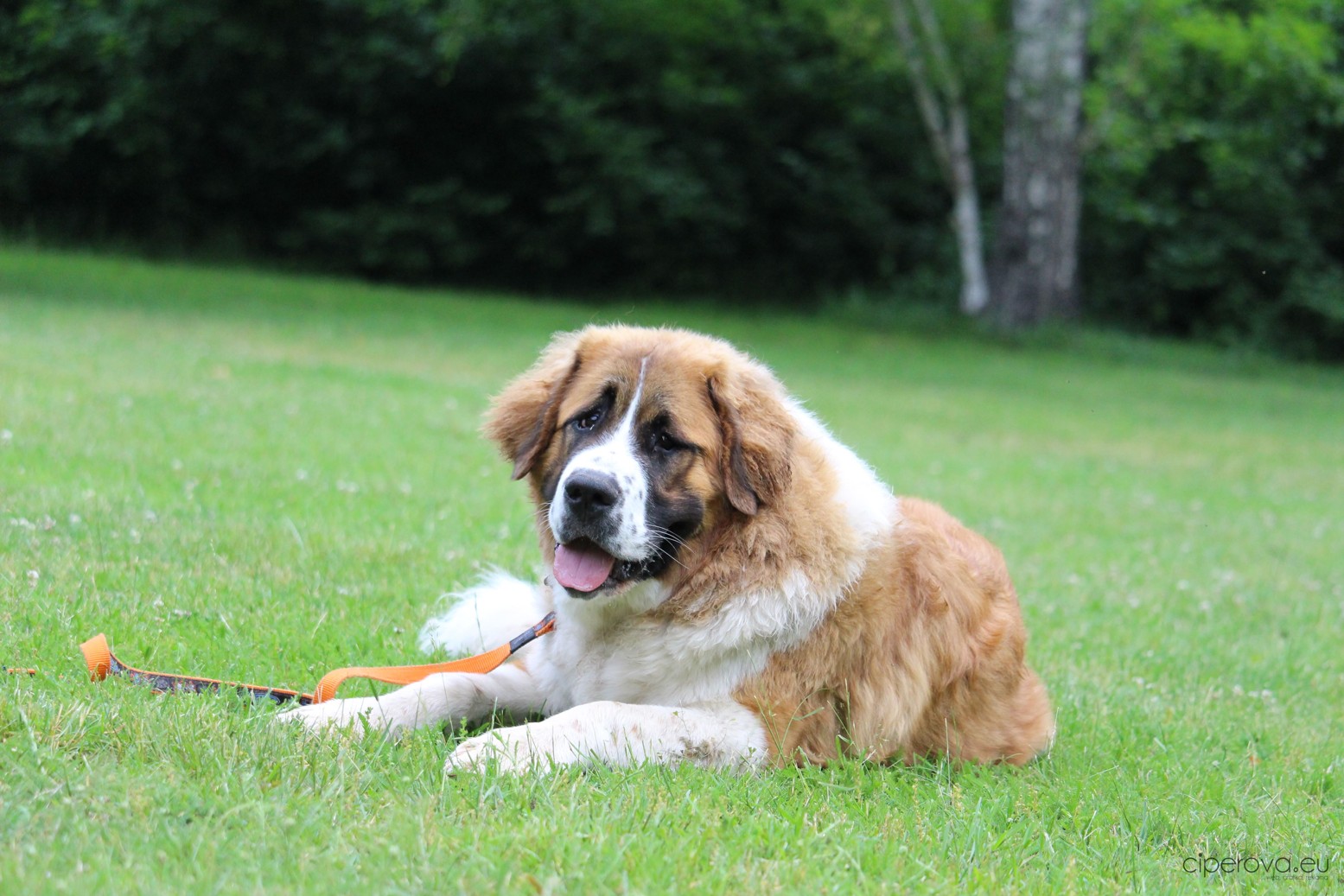 Pseudogravidita – falešná březost feny