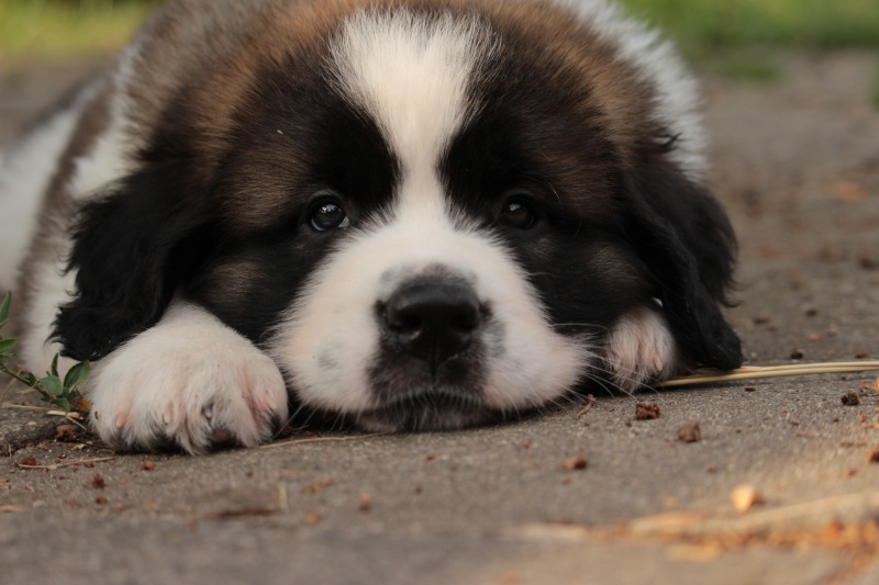 Zodpovědný chovatel a výběr správného majitele štěněte